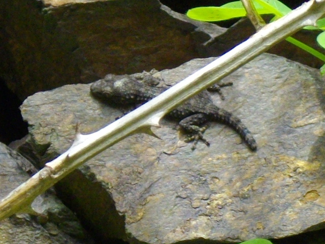 Lucertola campestre (Podarcis sicula)